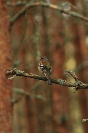 Просто лес или чудо природы: почему Куршская коса разочаровывает одних и влюбляет в себя других (фото)                                                                                              - Новости Калининграда | Фото: из архива Ксении Гончаровой
