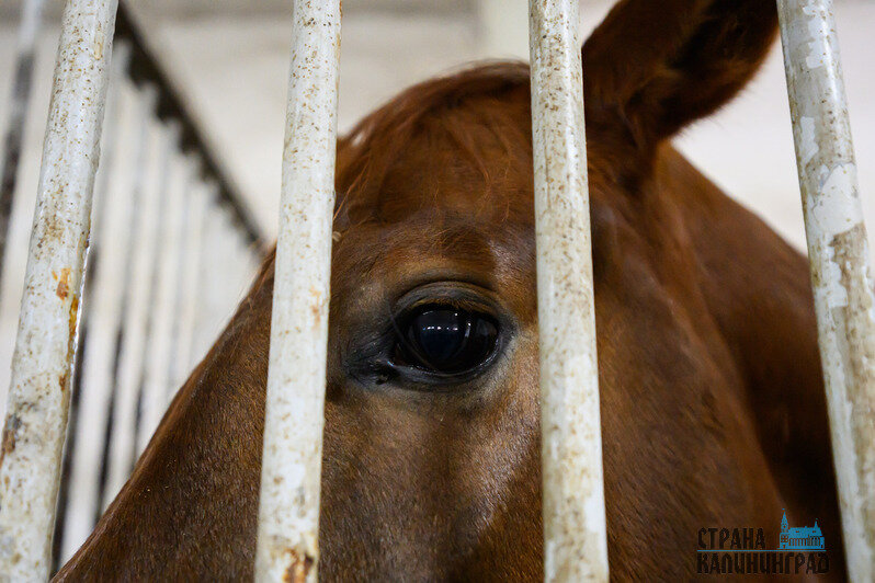 Жеребята всегда рады пообщаться с посетителями и друг с другом. У коней с взаимодействием всё сложнее     | Фото: Александр Мелехов