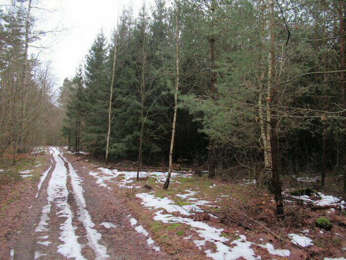 Море, лес и берег бурной реки: где пройти 10 тысяч шагов на новогодних каникулах   - Новости Калининграда | Фото: Дмитрий