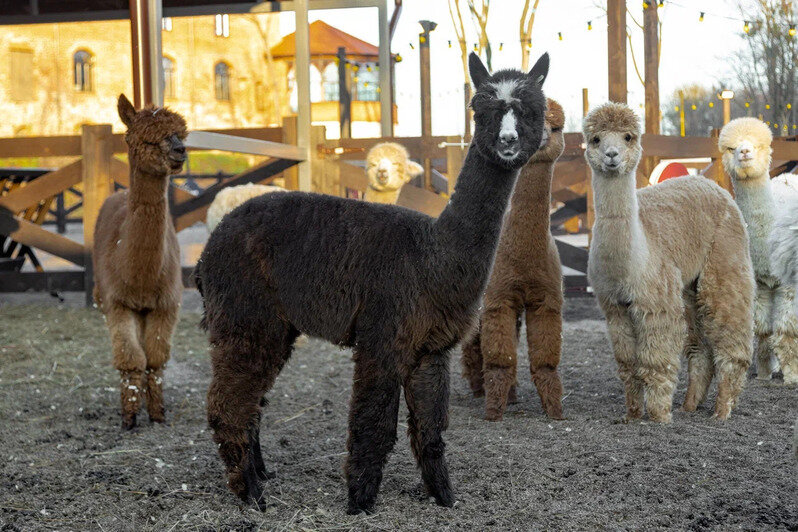 В Нойхаузене рассказали, когда откроется парк альпак - Новости Калининграда | Фото: пресс-служба парка «Тиргартен»