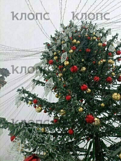 В мэрии Калининграда прокомментировали ситуацию с падением части ёлки на площади Победы - Новости Калининграда | Фото: Юрате Пилюте