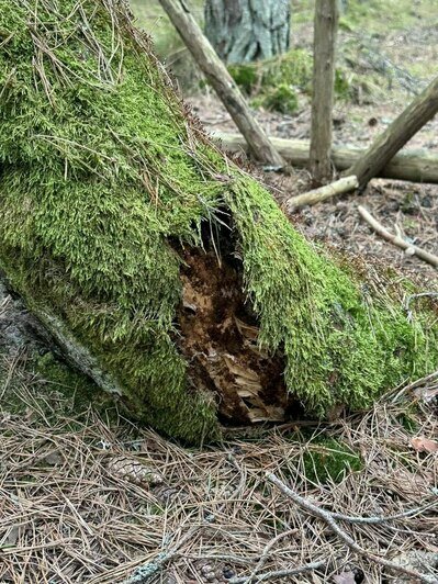 Куршская коса лишилась одной из главных туристических достопримечательностей (фото) - Новости Калининграда | Фото: телеграм-канал Анатолия Калины