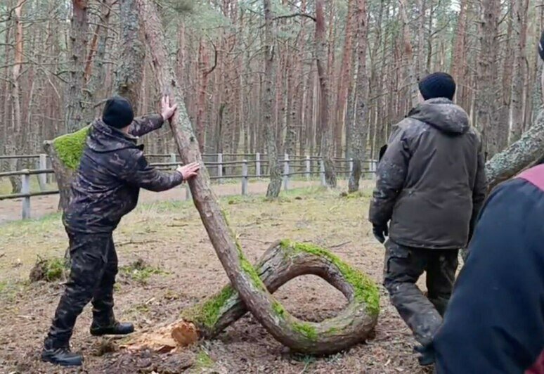 Куршская коса лишилась одной из главных туристических достопримечательностей (фото) - Новости Калининграда | Фото: телеграм-канал Анатолия Калины