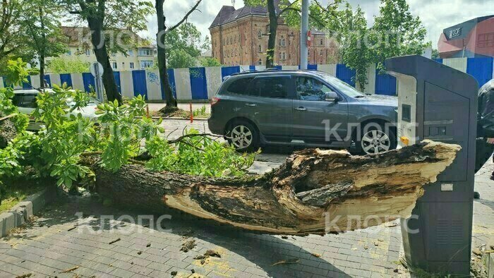 Дерево, упавшее на калининградку | Фото: Александр Подгорчук / «Клопс»