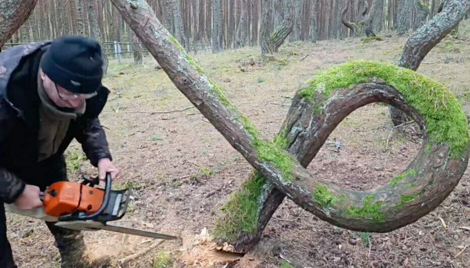 Куршская коса лишилась одной из главных туристических достопримечательностей (фото) - Новости Калининграда | Фото: телеграм-канал Анатолия Калины