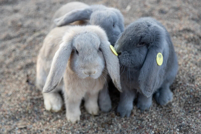 В Нойхаузене рассказали, когда откроется парк альпак - Новости Калининграда | Фото: пресс-служба парка «Тиргартен»