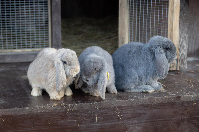 В Нойхаузене рассказали, когда откроется парк альпак - Новости Калининграда | Фото: пресс-служба парка «Тиргартен»