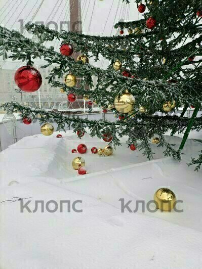 В мэрии Калининграда прокомментировали ситуацию с падением части ёлки на площади Победы - Новости Калининграда | Фото: Юрате Пилюте