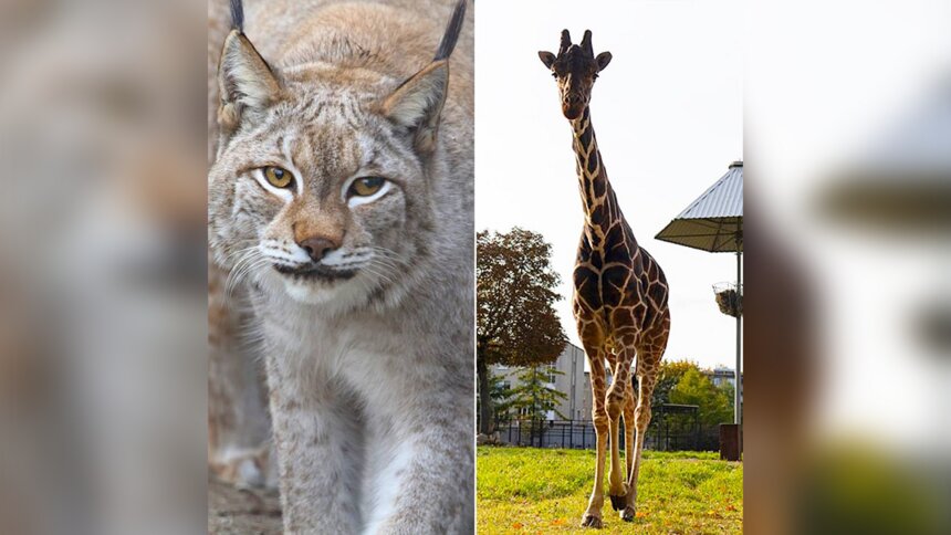 В Калининградском зоопарке поделились тёплыми воспоминаниями о рыси Юдине и жирафе Мэру, которых не стало в этом году - Новости Калининграда | Фото: пресс-служба Калининградского зоопарка