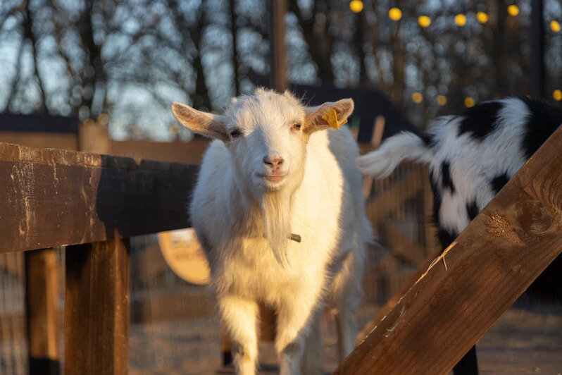 В Нойхаузене рассказали, когда откроется парк альпак - Новости Калининграда | Фото: пресс-служба парка «Тиргартен»