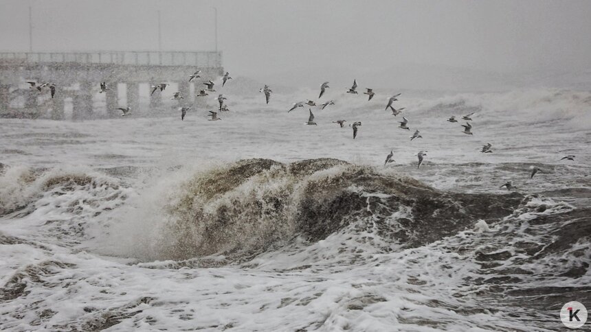 Фото дня: предновогодний шторм и бушующее море в Зеленоградске  - Новости Калининграда | Фото: Александр Подгорчук / «Клопс»