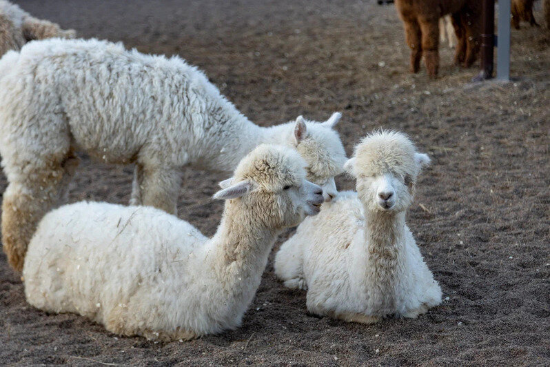 В Нойхаузене рассказали, когда откроется парк альпак - Новости Калининграда | Фото: пресс-служба парка «Тиргартен»