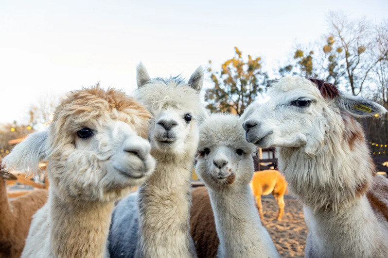 В Нойхаузене рассказали, когда откроется парк альпак - Новости Калининграда | Фото: пресс-служба парка «Тиргартен»