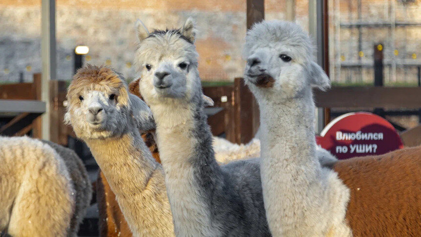 В Нойхаузене рассказали, когда откроется парк альпак - Новости Калининграда | Фото: пресс-служба парка «Тиргартен»