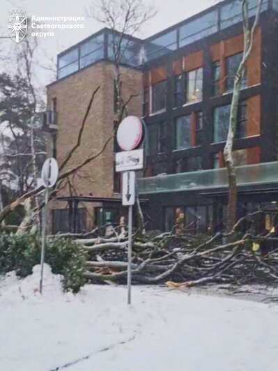 В Светлогорске шторм повалил около десятка деревьев, горожан и туристов просят гулять осторожно  - Новости Калининграда | Фото: администрация Светлогорского городского округа 
