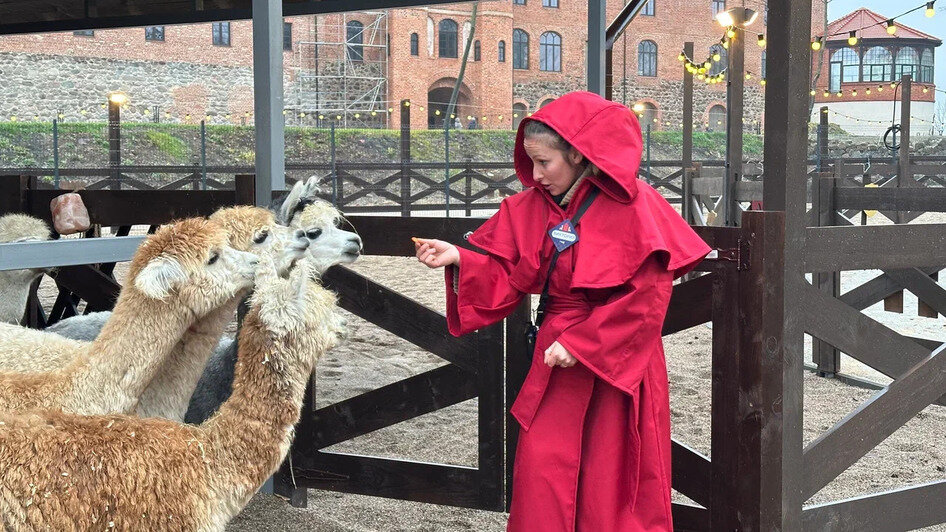 В Нойхаузене рассказали, когда откроется парк альпак - Новости Калининграда | Фото: пресс-служба парка «Тиргартен»