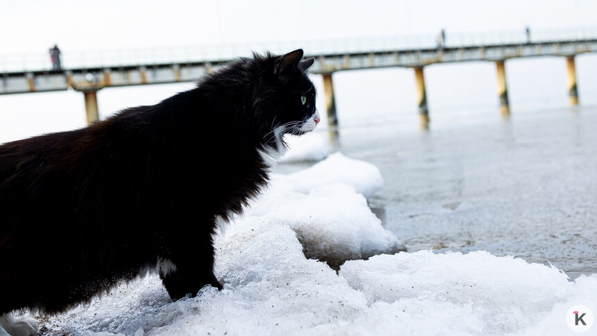 Новогодняя ночь в Калининградской области обещает быть самой морозной с начала зимы  - Новости Калининграда | Фото: Александр Подгорчук / Архив «Клопс»