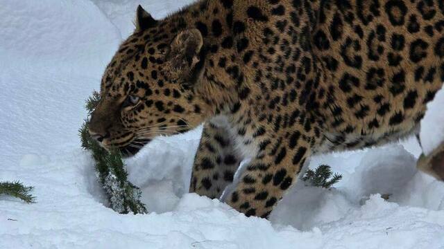 В Калининградском зоопарке животные лакомятся ёлками (видео)