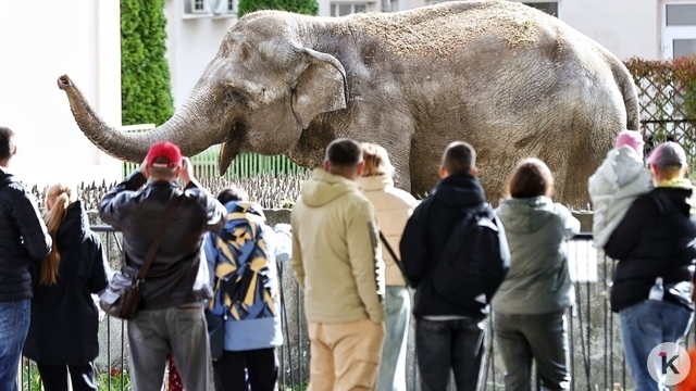 В зоопарке Калининграда умерла слониха Преголя  