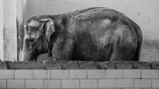 Преголя ушла: в калининградском зоопарке не стало еще одного долгожителя