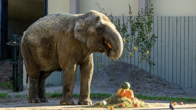 «Ситуация критическая»: в калининградском зоопарке рассказали о состоянии слонихи 