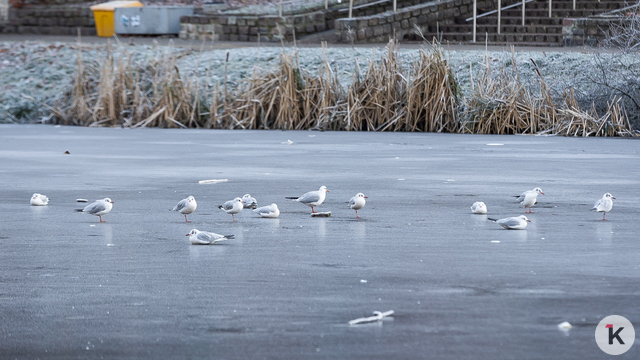 Сильный туман и мороз: погода в Калининграде и области в среду, 7 января 