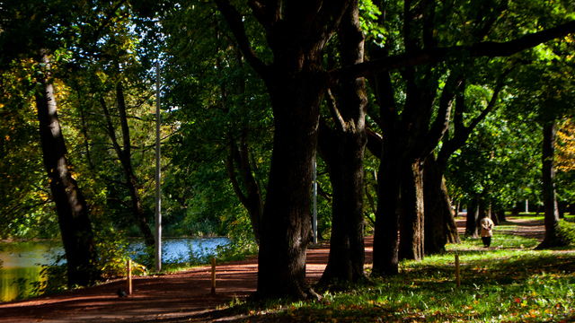 Калининградская область перевыполнила план по восстановлению лесов на 75%