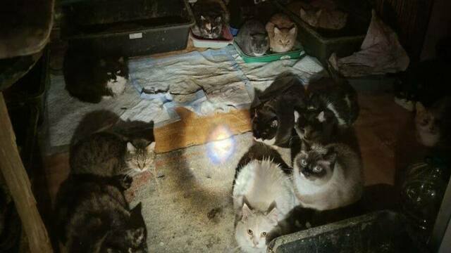 Калининградские пожарные  эвакуировали из одного дома 50 котов и собаку - все живы