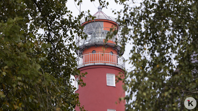 В лесу Балтийска незаконно вырубили 29 сосен, возбуждено уголовное дело  