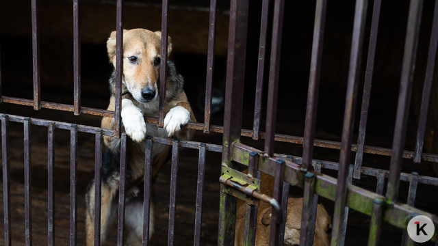 Может случиться непредвиденная ситуация: кинологи рассказали, как планировать бюджет на содержание собаки