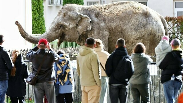 Снежный коллапс и гибель калининградской слонихи Преголи: 16 событий, которые обсуждали в длинные выходные  
