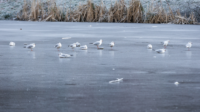 «Птицы, как и коммунальщики, к снегу не готовы»: калининградские пернатые оказались в опасности из-за холодов  
