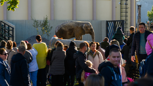 Слониха нашего детства - история, с которой вырос Калининград.  Что дальше 