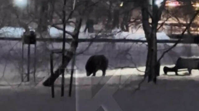В Зеленоградске кабан наведался к Мосту вздохов в городском парке (видео) 
