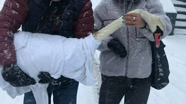 Массовую гибель лебедей в Балтийске прокомментировала природоохранная прокуратура   