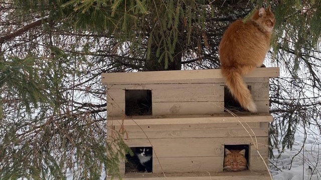 Злюка, Алекс и ещё восемь «хвостиков»: калининградцы построили тёплый домик для дворовых котов (фото)  