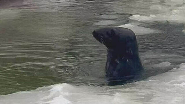 В своей тарелке: в Калининградском зоопарке показали плавающих во льдах тюленей (видео)