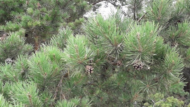 Дело Калины: незаконно вырубленный на Куршской косе участок находится на 16-м километре  