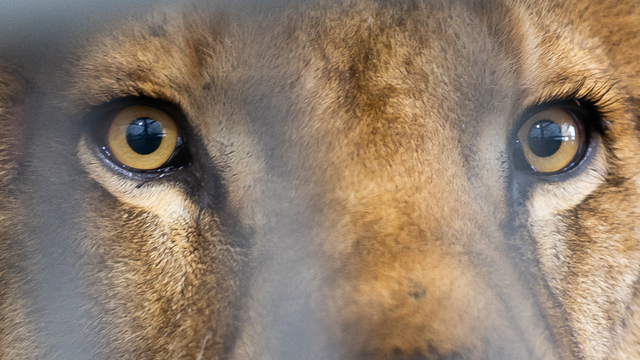 Не научился быть львом: в Калининградском зоопарке объяснили, почему Тигран и Лея никак не могут поладить