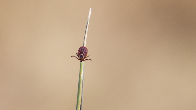 Калининградский биолог развеял миф о «бесклещевой» весне после холодной зимы