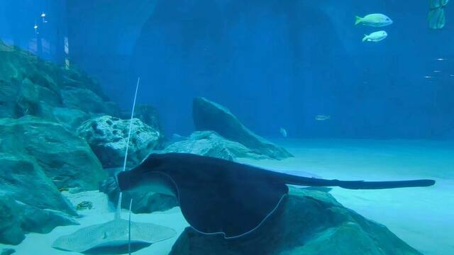 Калининградские скаты растут на креветках и мидиях