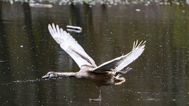 Когда мороз сильнее привычки: орнитолог - о помощи птицам зимой
