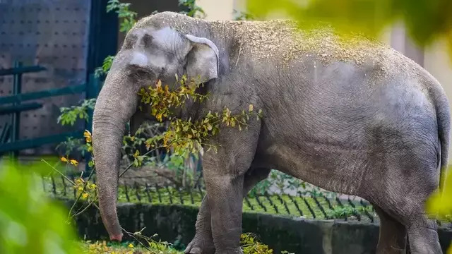Калининградцы готовы скинуться на памятник слонихе Преголе