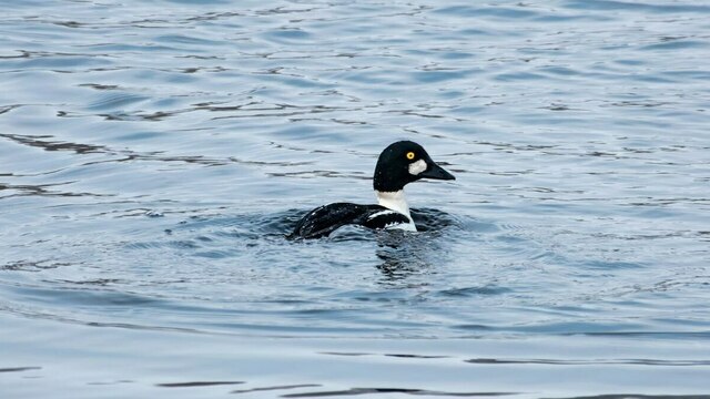 В Полесске заметили прирождённого ныряльщика, который выталкивает своих птенцов из дупла и отдаёт в детсад (фото)