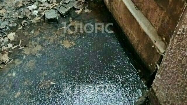 «Живём как в общественном туалете»: дом на Пионерской в Калининграде страдает от фекалий в подвале (видео)  