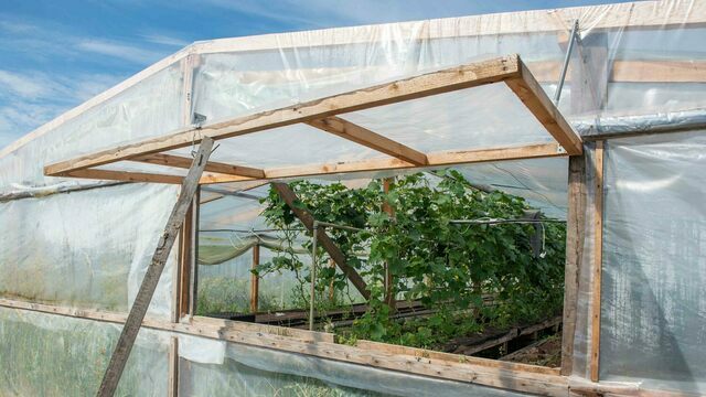 Не рано и не поздно: лучшие сроки посева томатов для калининградских дач