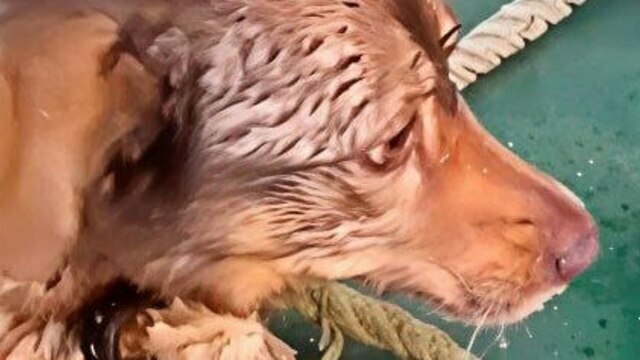 В Калининградском канале моряки вытащили собаку из ледяной ловушки