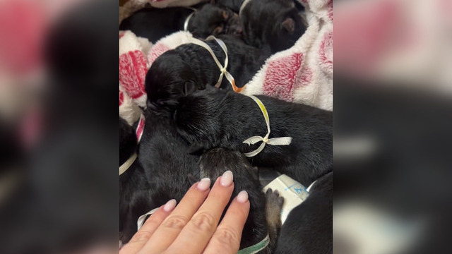 Парикмахер из Гусева нашла пакет с замерзающими щенками и получила поддержку со всего света, спасая малышей (видео) 