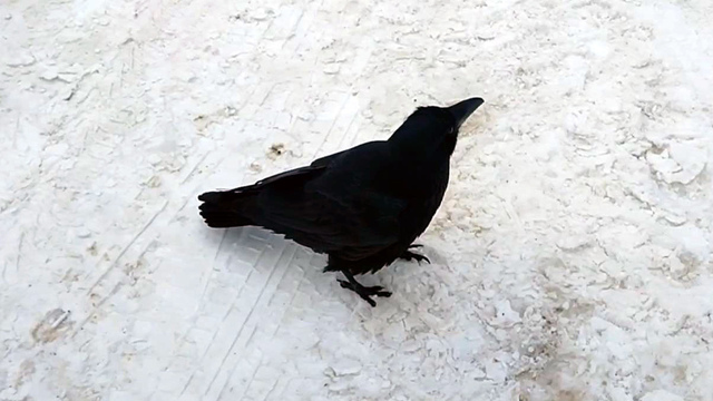 Похоже, что Фидель летит домой: потерявшегося ручного ворона заметили в Багратионовском районе (видео)  