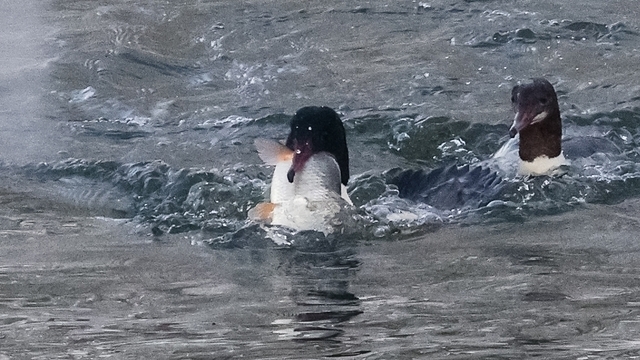 Рыбный день на Анграпе: в Черняховске застали на реке пиршество крохалей (фото)